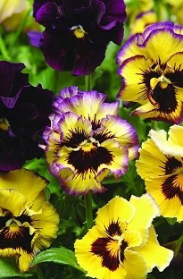 Unbranded Pansy Fizzy Lemon Berry x 50 plants   16 FREE