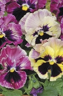 Unbranded Pansy Fizzy Passion Fruit x 150 mini plug plants