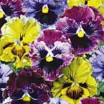 Unbranded Pansy Frizzle Sizzle Easiplants