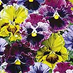 Unbranded Pansy Frizzle Sizzle Miniplants 451291.htm