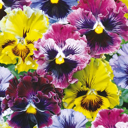 Unbranded Pansy Frizzle Sizzle Plants Pack of 40