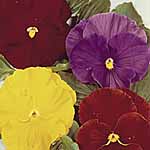Unbranded Pansy Gay Jesters Seeds 427224.htm