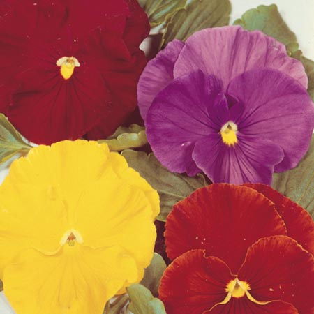 Unbranded Pansy Gay Jesters Seeds Average Seeds 150