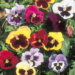 Pansy Giant Fancy Mix Seeds