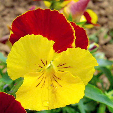 Unbranded Pansy Gold and Ruby F1 Average Seeds 70