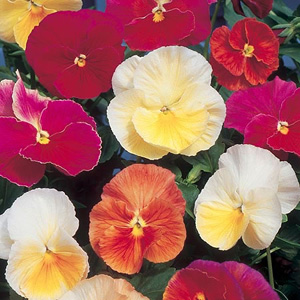 Unbranded Pansy Happy Memories F2 Seeds