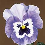 Unbranded Pansy Joker F2 Seeds 427186.htm
