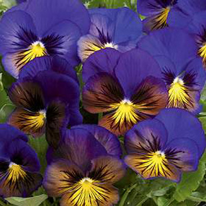 Unbranded Pansy Karma Blue Butterfly F1 Seeds
