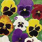 Unbranded Pansy Majestic Giants F1 Seeds 427267.htm