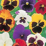 Unbranded Pansy Majestic Giants F1 Seeds