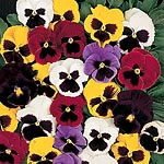 Unbranded Pansy New Faces Mixed Easiplants