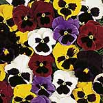 Unbranded Pansy New Faces Mixed Miniplants 462781.htm