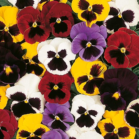 Unbranded Pansy New Faces Mixed Plants Pack of 110   25