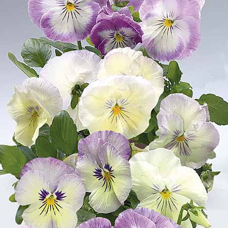 Unbranded Pansy Northern Lights F1 Plants Pack of 110