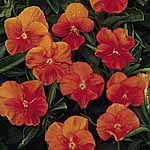 Unbranded Pansy Padparadja F2 Seeds 427305.htm