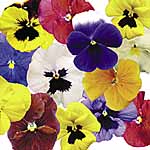Unbranded Pansy Paradise Mixed F1 Easiplants 479441.htm