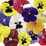 Unbranded Pansy Paradise Mixed F1 Easiplants
