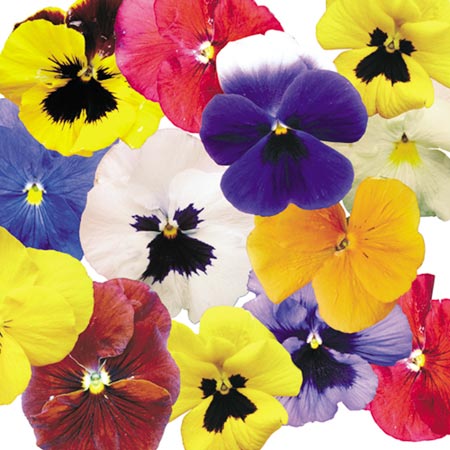 Unbranded Pansy Paradise Mixed F1 Plants Pack of 20