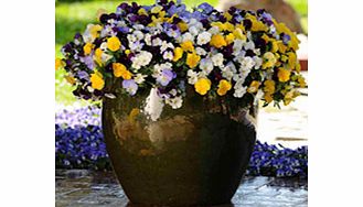 Unbranded Pansy Plants - Cool Wave