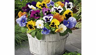 Unbranded Pansy Plants - F1 Select Mix