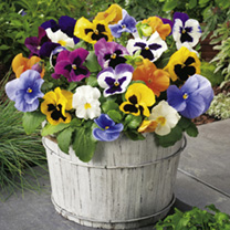 Unbranded Pansy Plants - LUCKY DIP