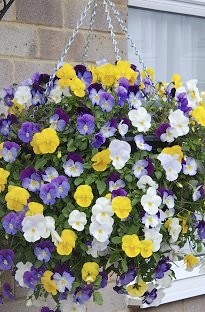 Unbranded Pansy Plentifall Trailing Mixed x 66