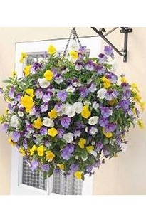 Unbranded Pansy Plentifall Trailing Mixed