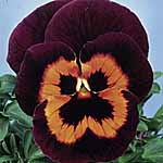 Unbranded Pansy Poker Face F2 Seeds 427437.htm