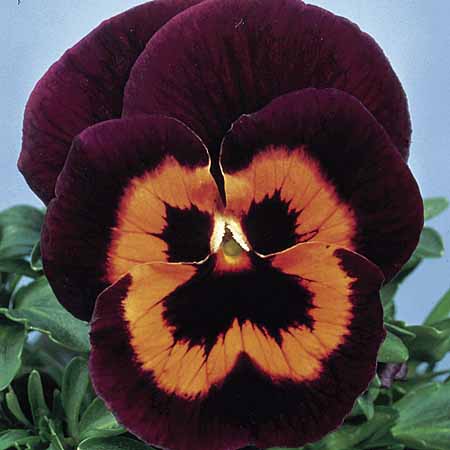 Unbranded Pansy Poker Face F2 Seeds Average Seeds 95
