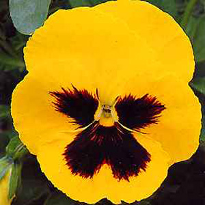 Unbranded Pansy Rhine Gold Seeds