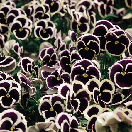 Unbranded Pansy Rippling Waters Seeds Average Seeds 60