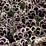 Unbranded Pansy Rippling Waters Seeds