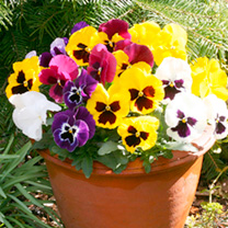 Unbranded Pansy Seeds - Cassius Mixed F1