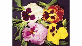 Unbranded Pansy Seeds - Emperor Strain