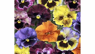 Unbranded Pansy Seeds - Frizzle Sizzle F1