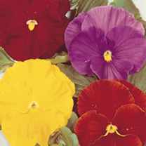 Unbranded Pansy Seeds - Gay Jesters Mixed