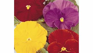 Unbranded Pansy Seeds - Gay Jesters