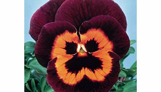 Unbranded Pansy Seeds - Poker Face F2