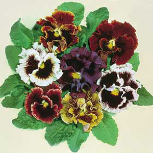Unbranded Pansy Super Chalon Giants Seeds