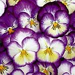 Unbranded Pansy Sweety Pie F1 Seeds 427099.htm