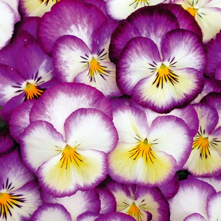 Unbranded Pansy Sweety Pie F1 Seeds Average Seeds 25