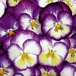 Unbranded Pansy Sweety Pie F1 Seeds