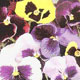 Unbranded Pansy Thompson and Morgan Colossal Flowered Mixed Seeds