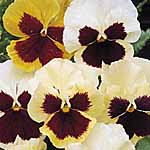 Unbranded Pansy Tutti Frutti Mixed F1 Seeds 427283.htm