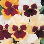 Unbranded Pansy Tutti Frutti Mixed F1 Seeds