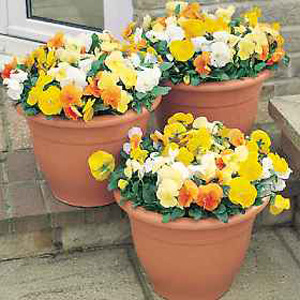 Unbranded Pansy Universal Citrus F1 Seeds