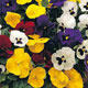 Unbranded Pansy Universal Mixed F1 Hybrid Seeds