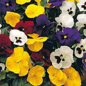 Unbranded Pansy Universal Mixed F1 Seeds