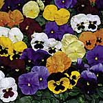 Unbranded Pansy Universal Plus Mixed F1 Seeds 427399.htm