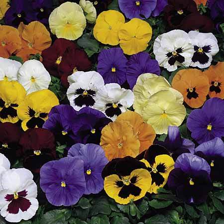 Unbranded Pansy Universal Plus Mixed F1 Seeds Average